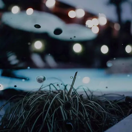 Peuta Hill * Подгорица